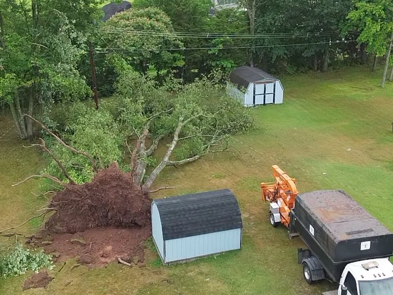 Storm-toppled tree with the root ball lifted, chipper and dump truck staged for cleanup