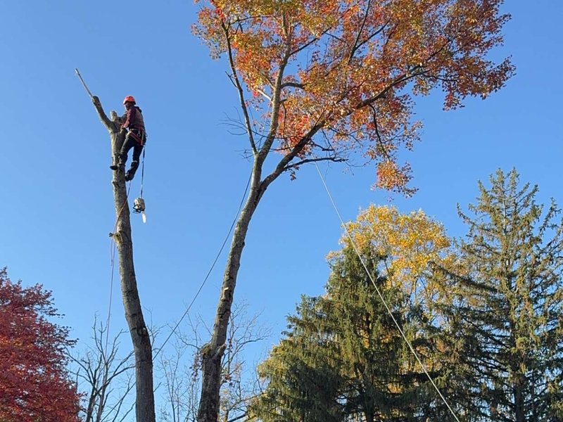 Aquilante Industries climber removing a large maple in sections with a groundman on the rope